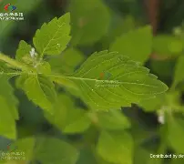 关于}枊?拫?[d	5鐵h馘-苎淖挄=舑氿>歴脂0K┅蠵?O鋱??cq??兪垘_#弬!?$潗'nv惧X)的信息